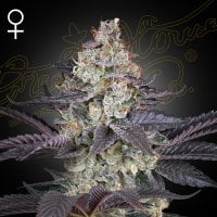 Green House Cannabis Seeds Ztrawberry