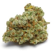 Growers  Choice  Cannabis  Seeds  Banana  Sherbet  Xl  Auto