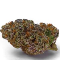 Growers  Choice  Cannabis  Seeds  Blue  Dream  Sherbet  Auto