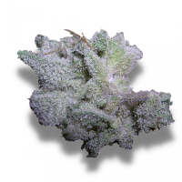 Growers Choice Cannabis Seeds Brain Damage Auto