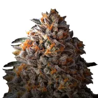 Growers  Choice  Cannabis  Seeds  Bruce  Banner  Iii  Auto