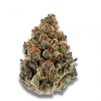 Growers Choice Cannabis Seeds Bruce Banner Iii