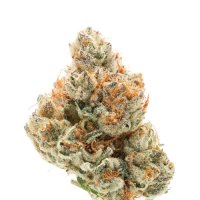 Growers  Choice  Cannabis  Seeds  Chocolate  Sherbet