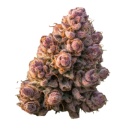 Growers  Choice  Cannabis  Seeds  Gello  Z