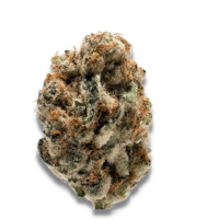 Growers  Choice  Cannabis  Seeds  K  O  Kush