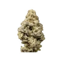 Growers  Choice  Cannabis  Seeds  Limited  Edition  Mac  N  Cheese