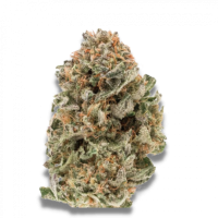 Growers  Choice  Cannabis  Seeds  M  A  F  Mighty  Amstel  Freezeland