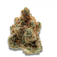 Growers  Choice  Cannabis  Seeds  Monkey  Glue  Auto