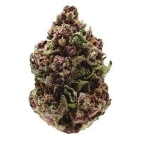 Growers  Choice  Cannabis  Seeds  Pink  Magic  Fast  Version