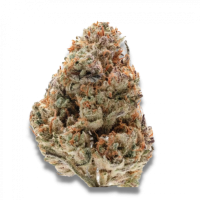 Growers  Choice  Cannabis  Seeds  Silver  Grape  Sherbet
