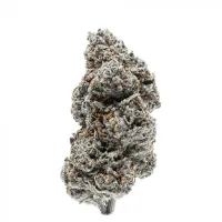 Growers  Choice  Cannabis  Seeds  Tangie  Punch