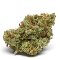 Growers Choice Cannabis Seeds The Real Amnesia