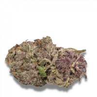 Growers  Choice  Cannabis  Seeds  Ultra  Violet  Gmo