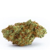 Growers  Choice  Cannabis  Seeds  White  Fire  Gelato
