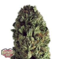 Heavyweight Cannabis Seeds Budzilla