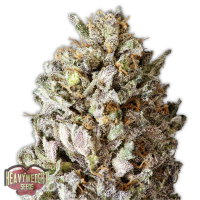 Heavyweight Cannabis Seeds Diesel Drift