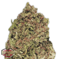 Heavyweight Cannabis Seeds Dream Machine