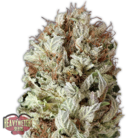 Heavyweight  Cannabis  Seeds  Extreme  Impact  Auto