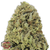 Heavyweight Cannabis Seeds Fast Vast Auto