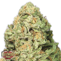 Heavyweight Cannabis Seeds Fruit Punch