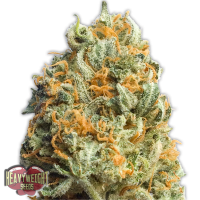 Heavyweight  Cannabis  Seeds  Fully  Loaded  Auto