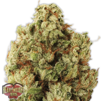 Heavyweight Cannabis Seeds Green Ninja