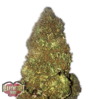 Heavyweight  Cannabis  Seeds  Jackpot  Auto