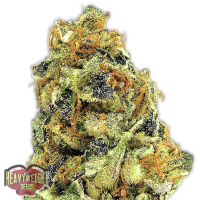 Heavyweight Cannabis Seeds K O Kush