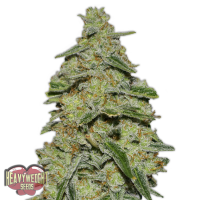 Heavyweight Cannabis Seeds Lemon Cake