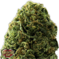 Heavyweight  Cannabis  Seeds  Massive  Midget  Auto