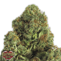 Heavyweight Cannabis Seeds Midnight Mass