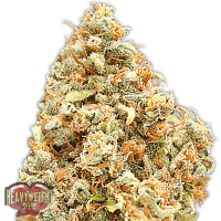 Heavyweight  Cannabis  Seeds  Monster  Profit