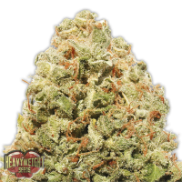 Heavyweight Cannabis Seeds Strawberry Cake