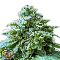 Heavyweight Cannabis Seeds Superb O G