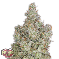 Heavyweight  Cannabis  Seeds  Total  Paralysis