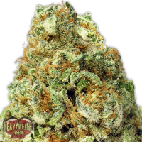 Heavyweight  Cannabis  Seeds  Turbo  Bud  Auto