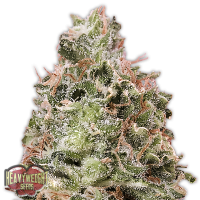 Heavyweight  Cannabis  Seeds  Waist  Deep  Auto