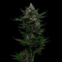 Humboldt  Seed  Company  Cannabis  Seeds  All  Gas  Og