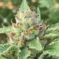 Humboldt  Seed  Company  Cannabis  Seeds  Apple  Blossom