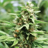 Humboldt  Seed  Company  Cannabis  Seeds  Apricot  Papaya