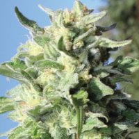 Humboldt  Seed  Company  Cannabis  Seeds  Banana  Mango