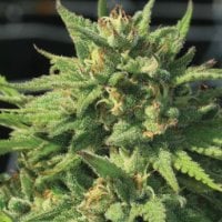 Humboldt  Seed  Company  Cannabis  Seeds  Bigfoot  Glue