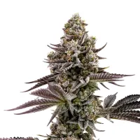 Humboldt  Seed  Company  Cannabis  Seeds  Blueberry  Cupcake