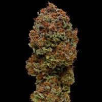 Humboldt  Seed  Company  Cannabis  Seeds  Blueberry  Muffin
