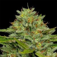 Humboldt  Seed  Company  Cannabis  Seeds  Bob  Marley  One  Love