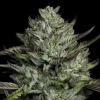 Humboldt  Seed  Company  Cannabis  Seeds  Bob  Marley  Redemption