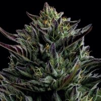 Humboldt  Seed  Company  Cannabis  Seeds  California  Octane