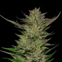 Humboldt  Seed  Company  Cannabis  Seeds  Don  Carlos