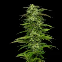 Humboldt  Seed  Company  Cannabis  Seeds  Dream  Queen  Auto