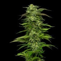 Humboldt  Seed  Company  Cannabis  Seeds  Dream  Queen
